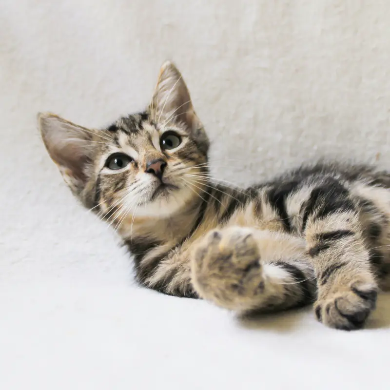 Test advertisement - Adorable Kitten For Sale | image 4