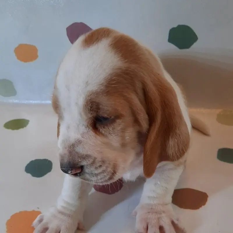 Nigel | image 1