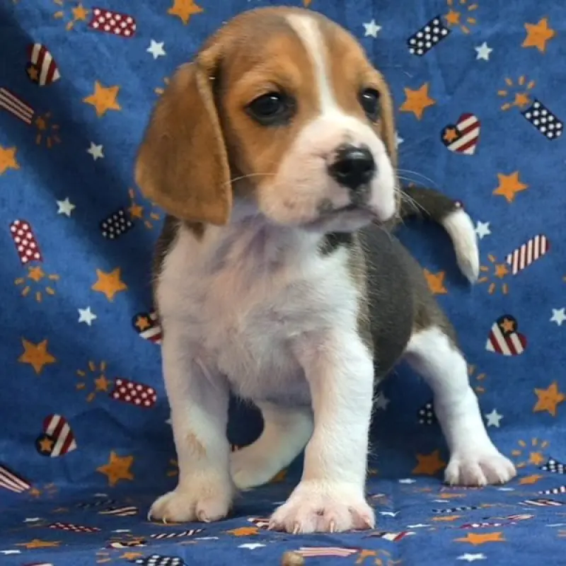 Archie | image 4