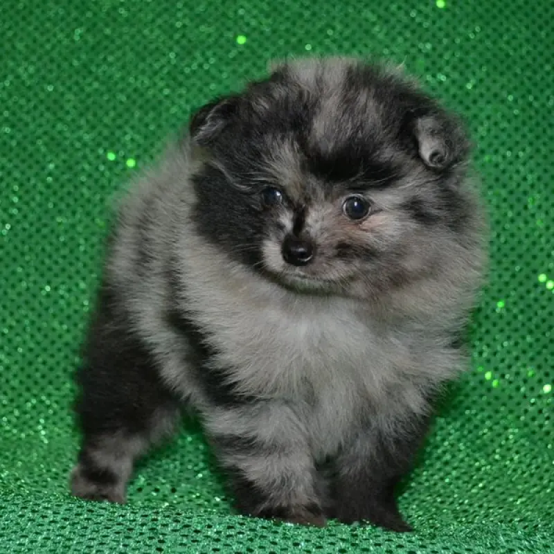 Floyd | image 2