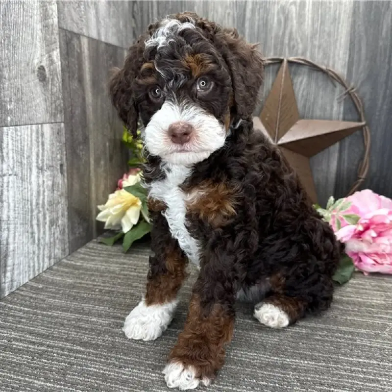 Hattie | image 1