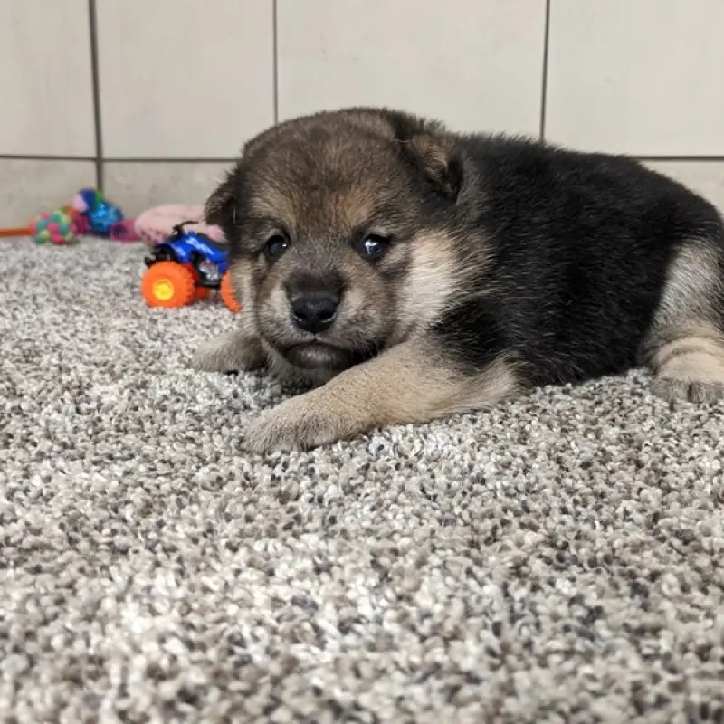 Akio | image 9