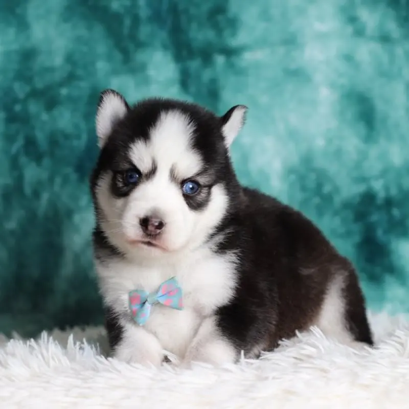 Atticus | image 2