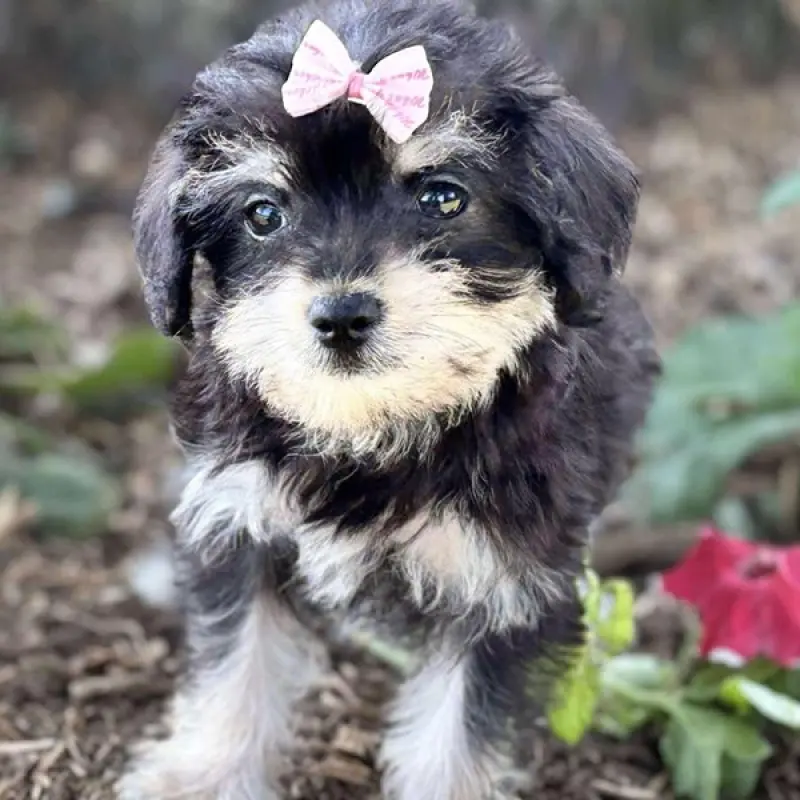 Gabby | image 2