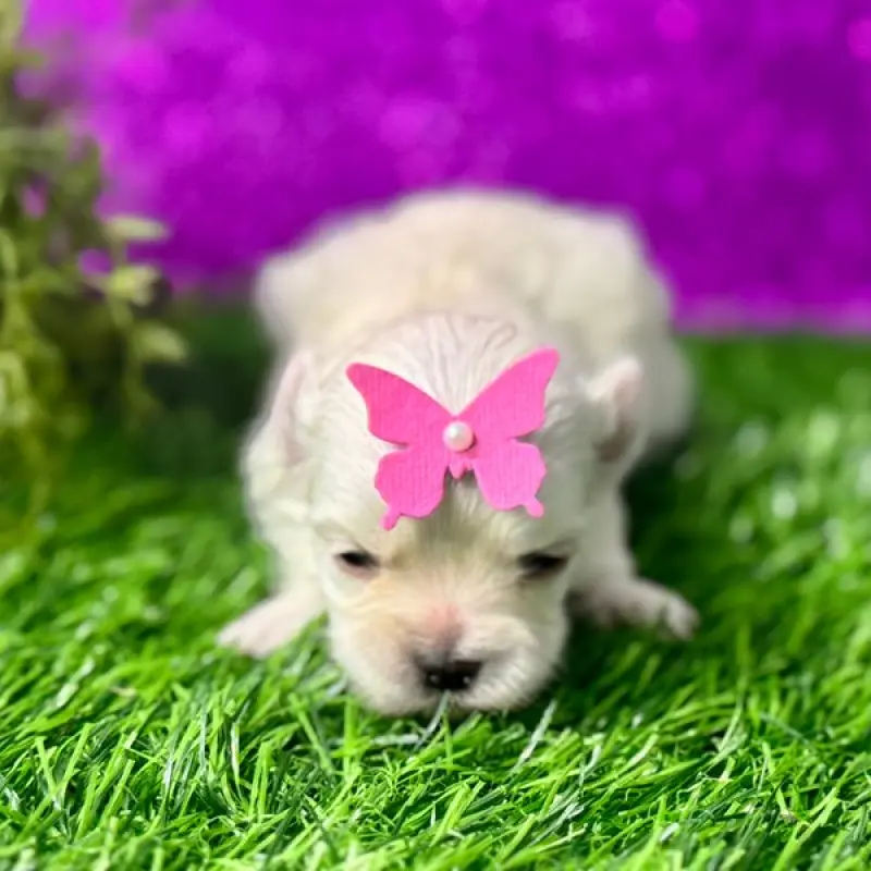 Maeve | image 1