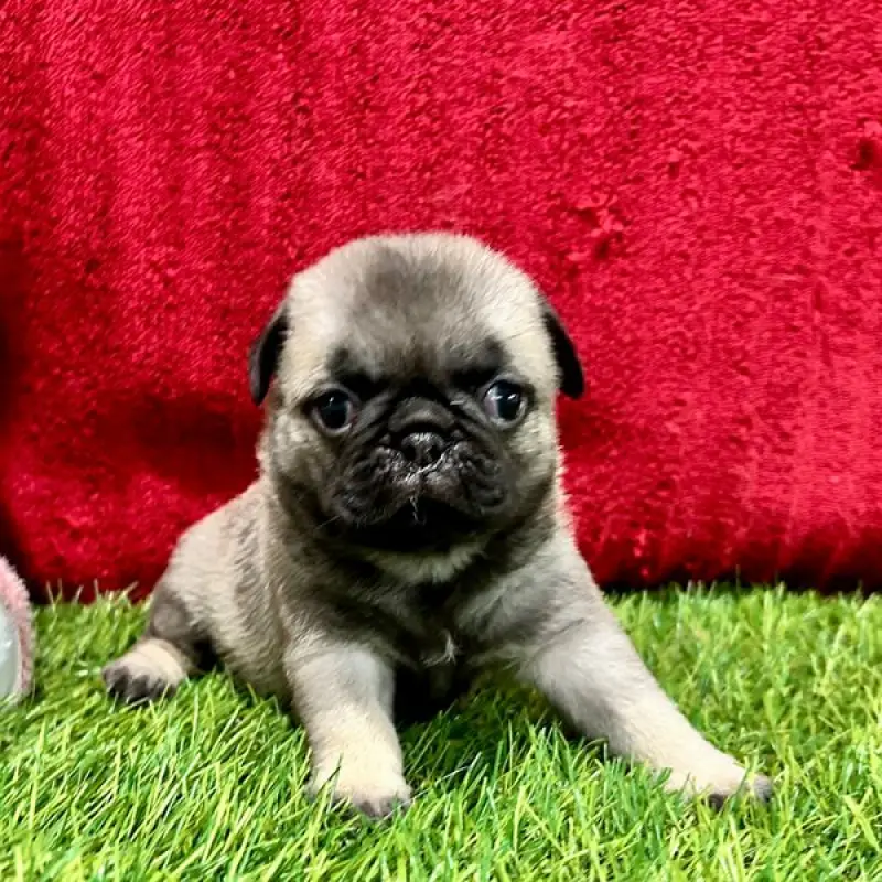 Bella | image 1