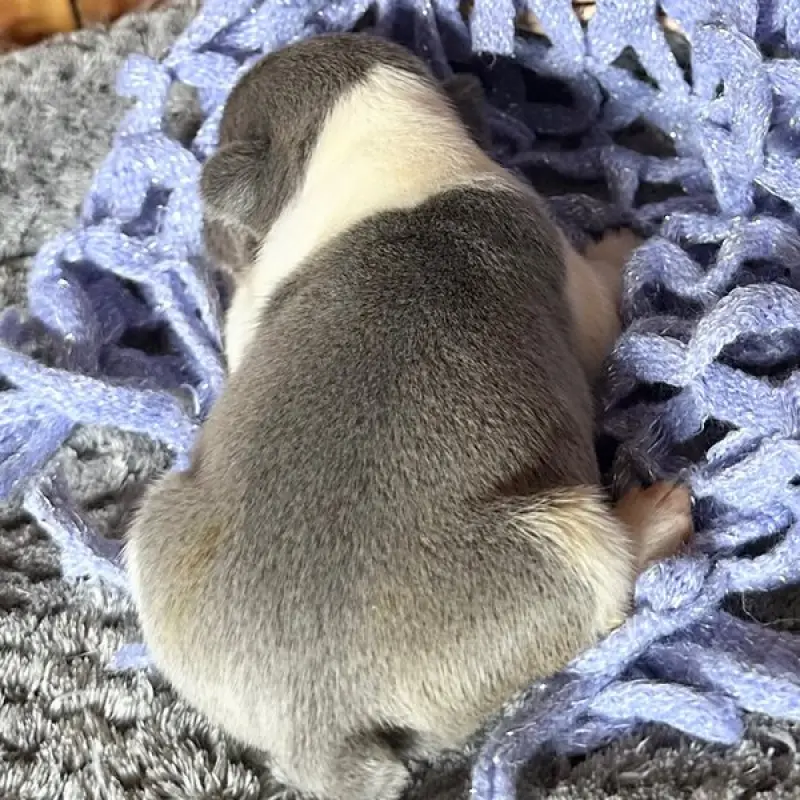 Baxter | image 2