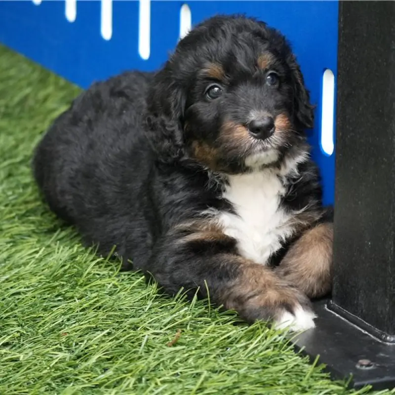 Shelly | image 3