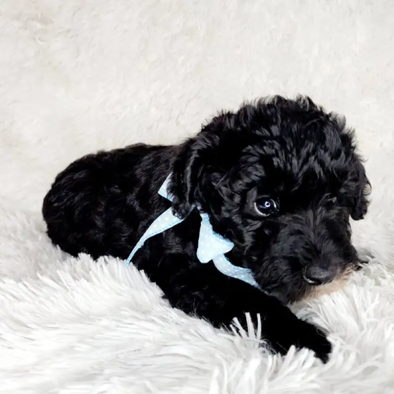 Finn | image 1