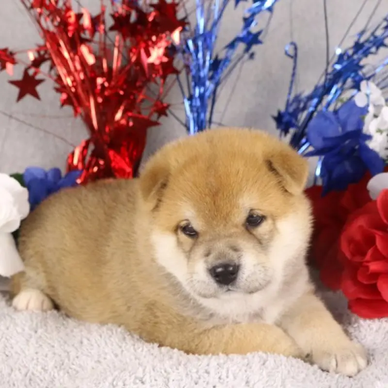 Meeko | image 4