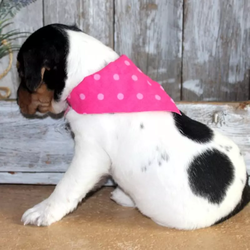 Sassy | image 4