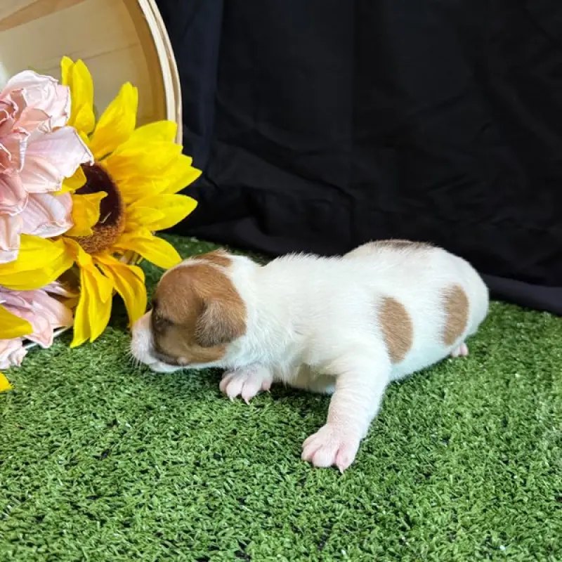 Stella | image 2