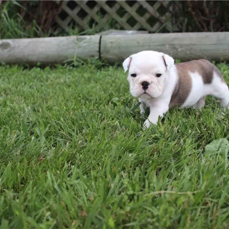 Daisy | image 6