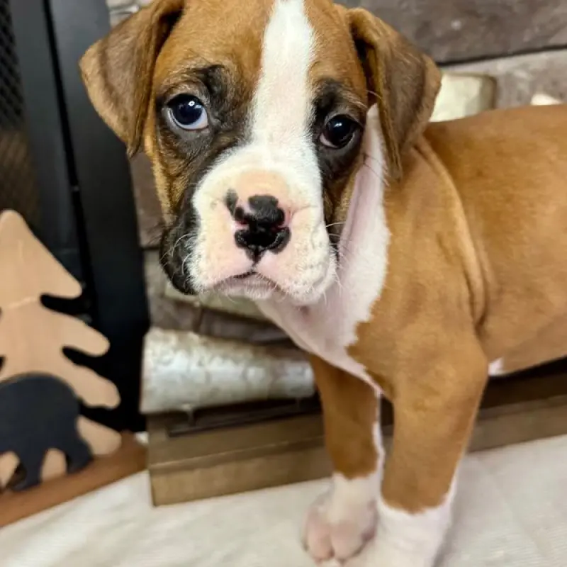 Mason | image 2