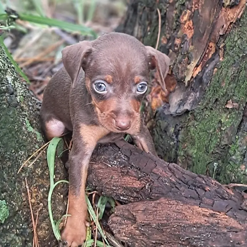 Buster Brown | image 2