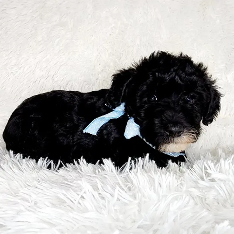 Finn | image 2