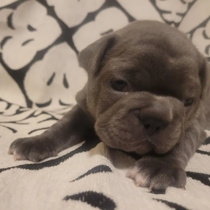 Francine | image 2