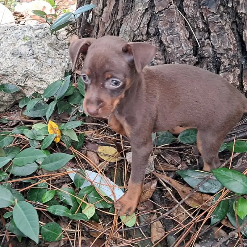 Stormie | image 1