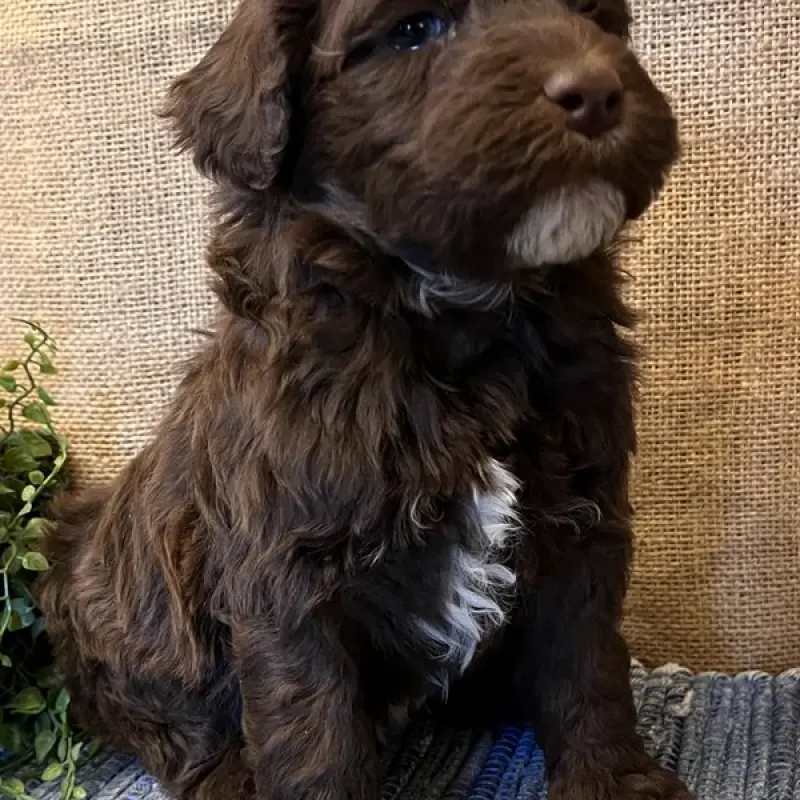 Charlie | image 2