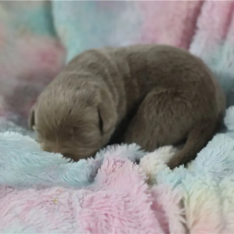Josie | image 4