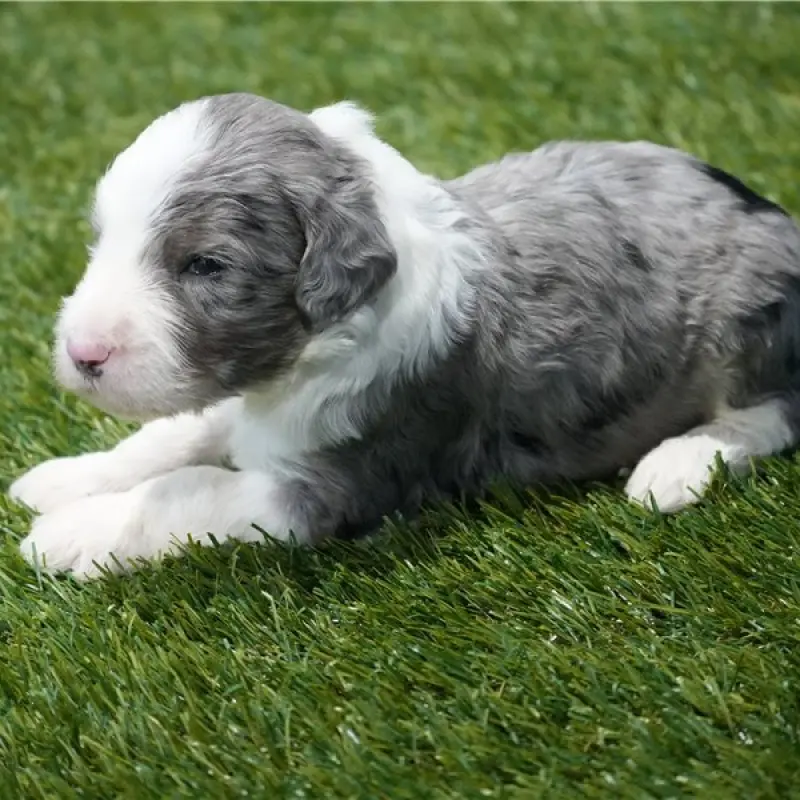 Clifford | image 2