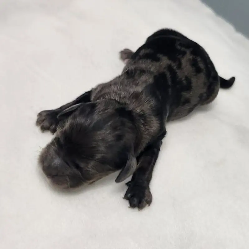 Cinnamon | image 2