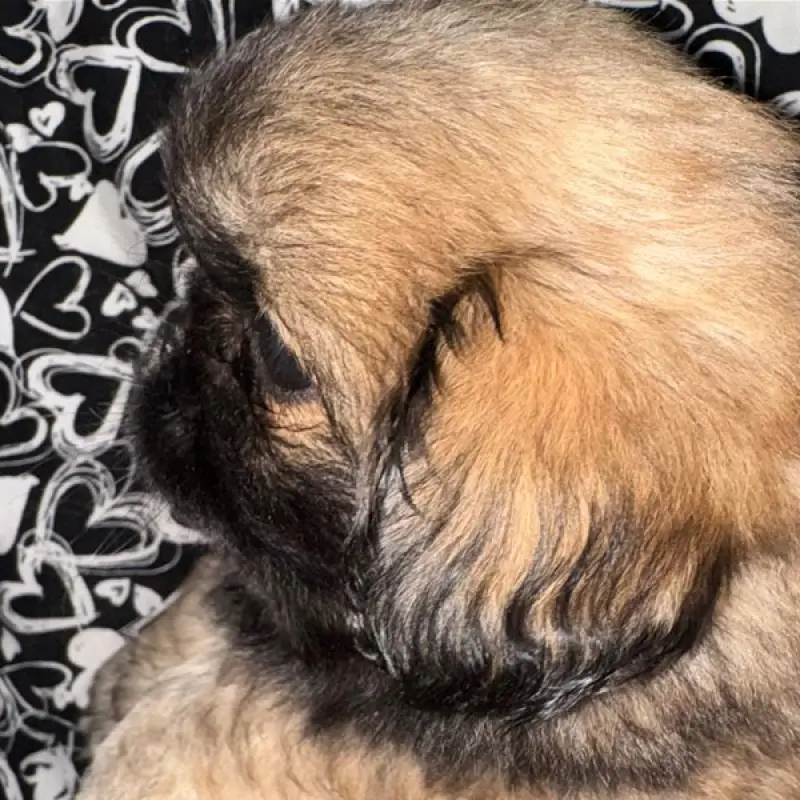 Finn | image 1