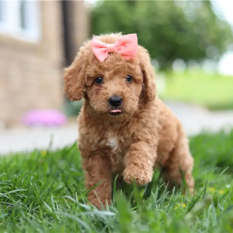 Ella | image 3