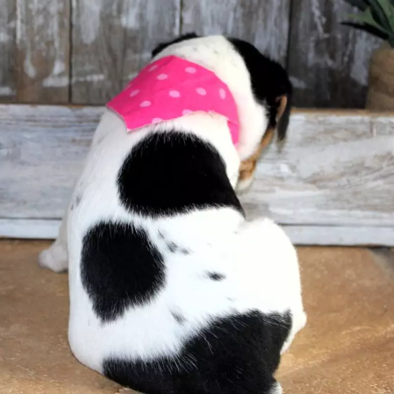 Sassy | image 9