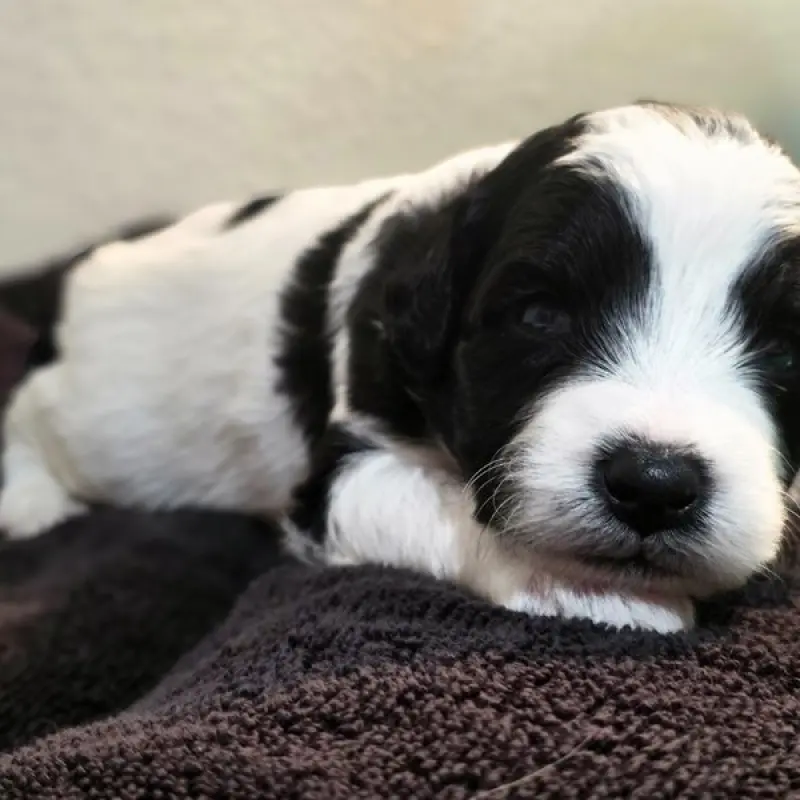 Dominic | image 1