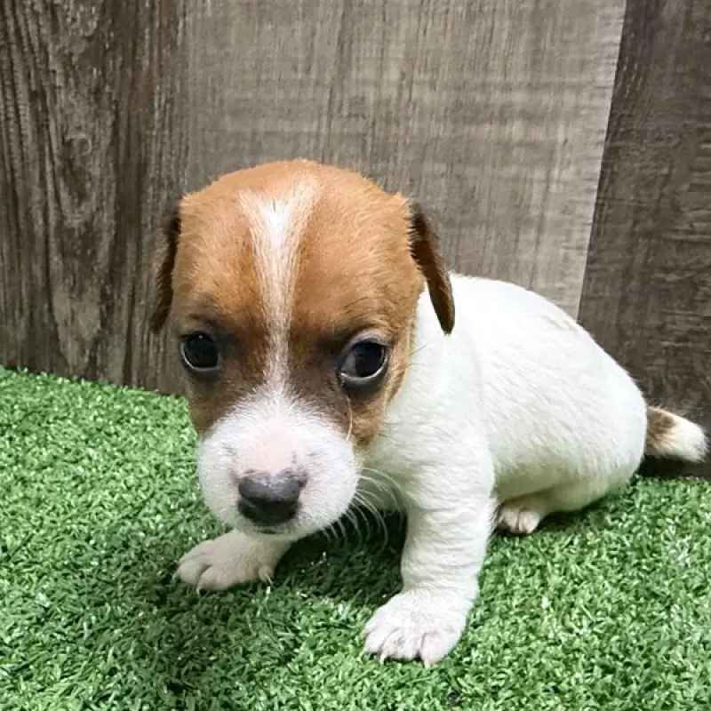 Zippy | image 1