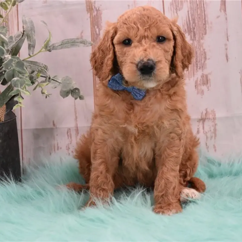 Nigel | image 3