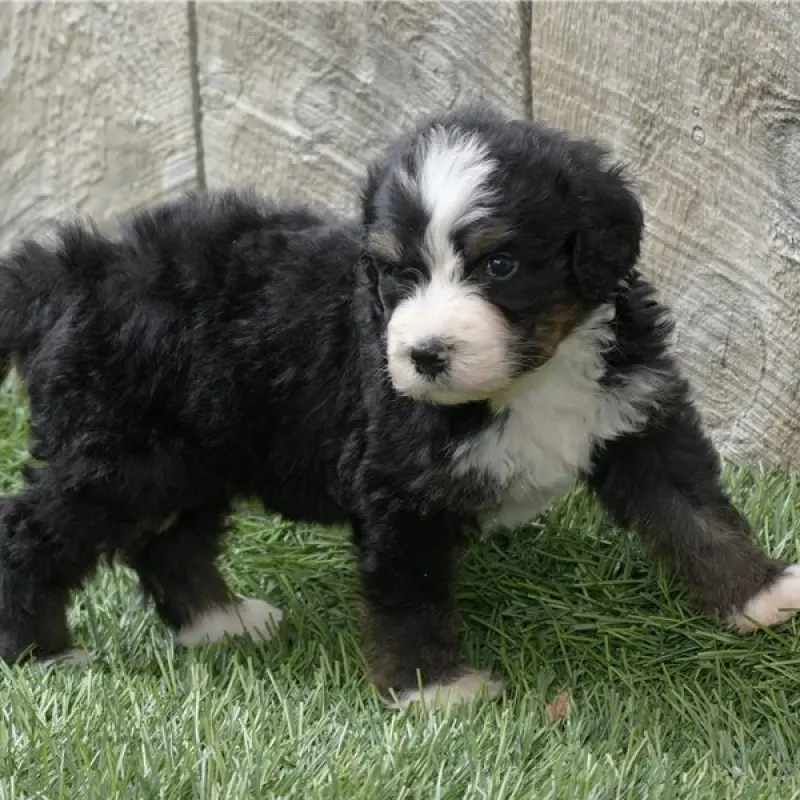 Frankie | image 2