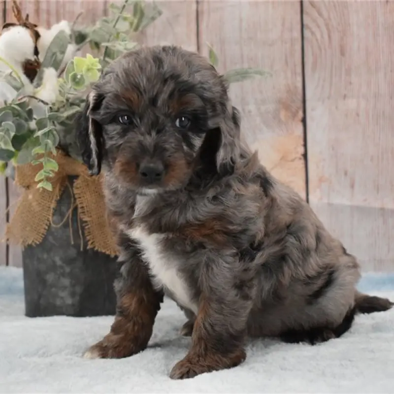 Monty | image 6