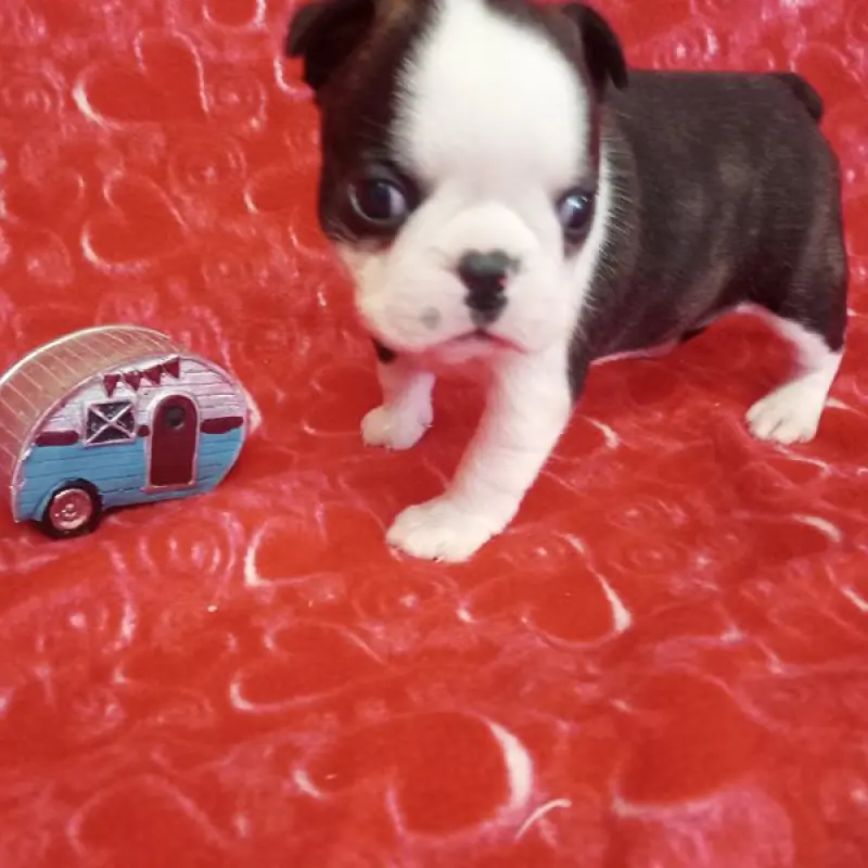 Doogie | image 9