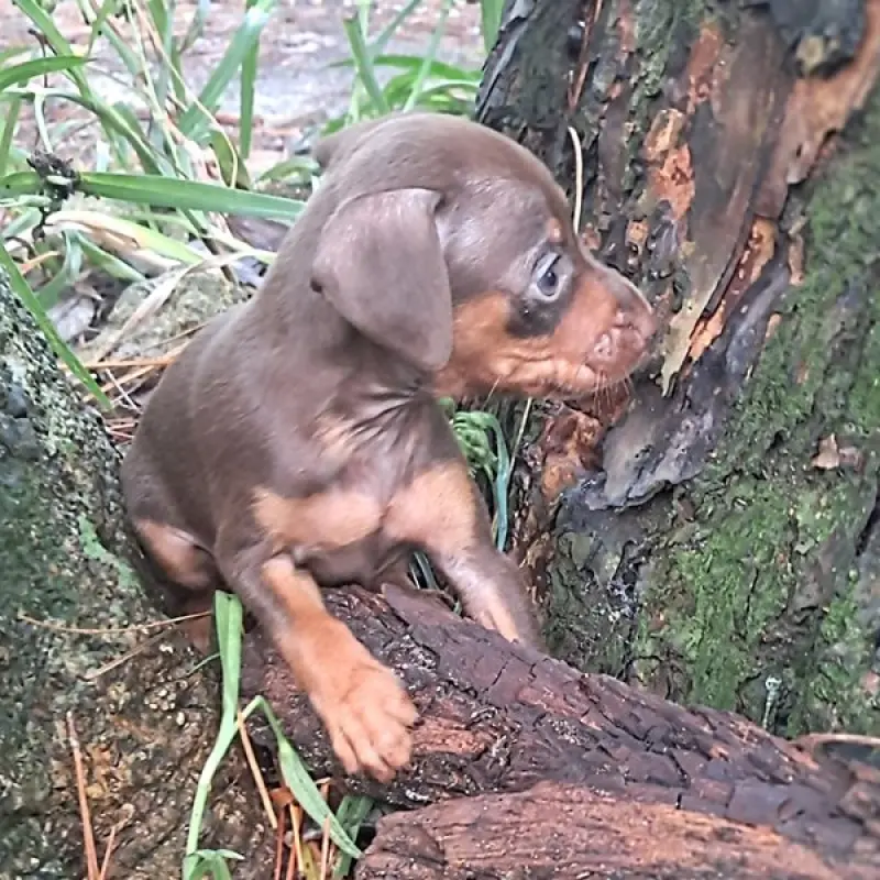 Buster Brown | image 8