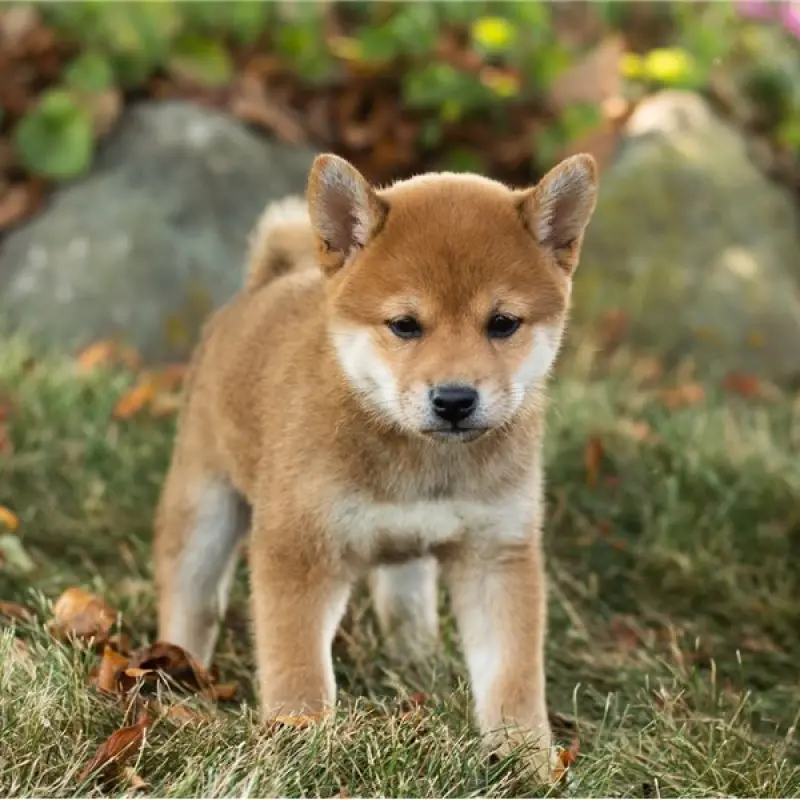 Chloe | image 2