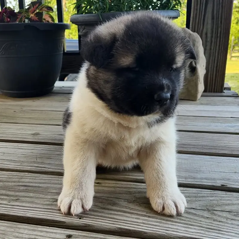 Stella | image 3