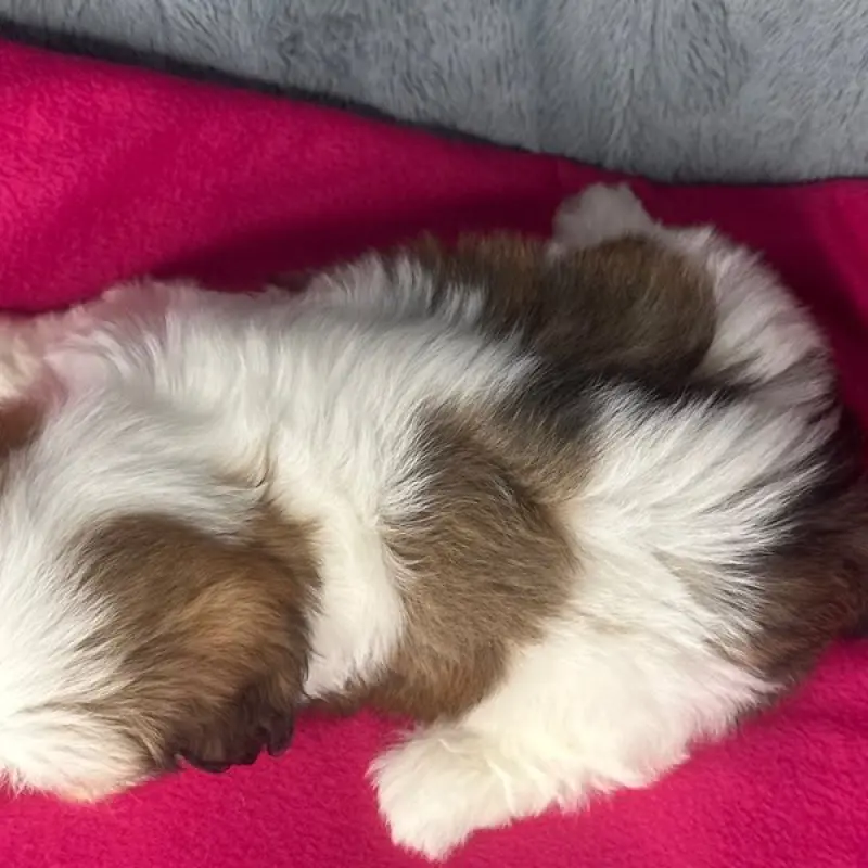 Daisy | image 5