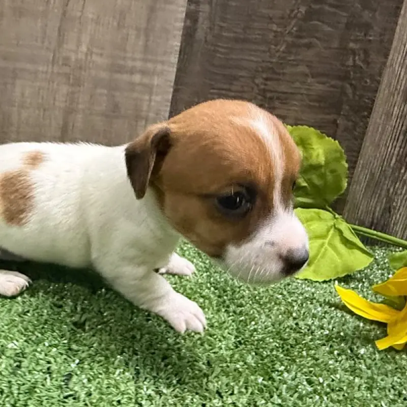 Zoey | image 1