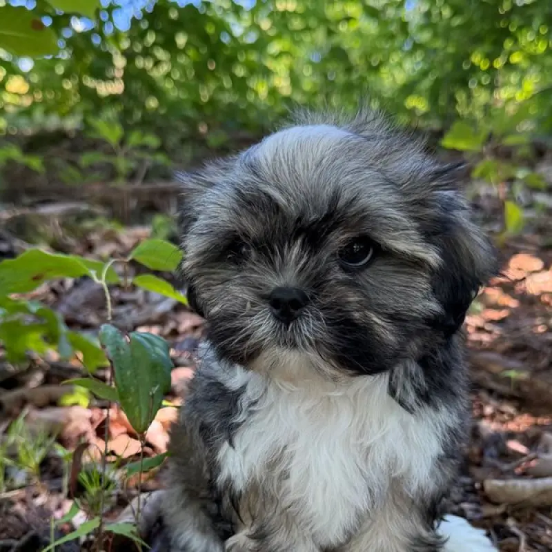 Callie | image 2