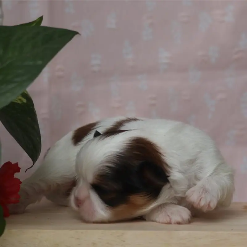 Bella | image 9