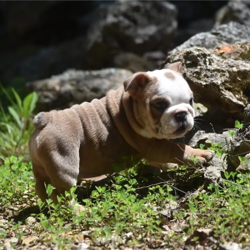 Tilly | image 2