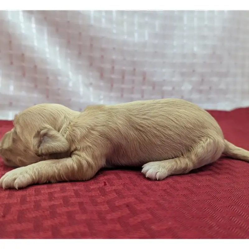 Lucas | image 3