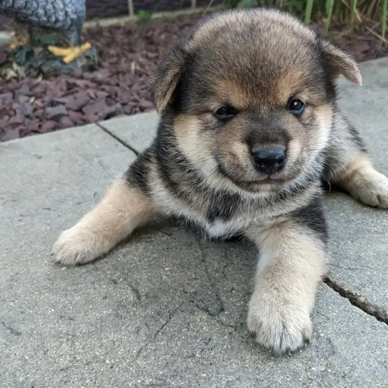 Akio | image 1