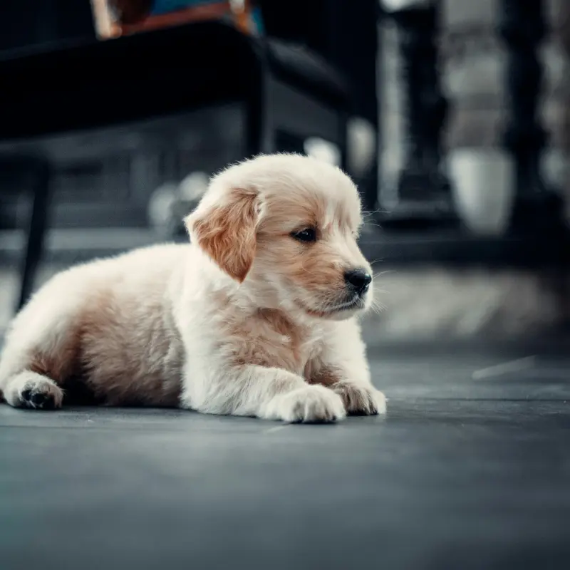 Test advertisement about - Charming Golden Retriever Puppies For Sale | image 1