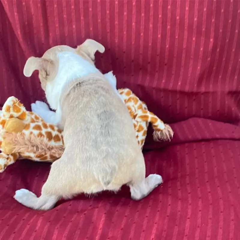Happy | image 4