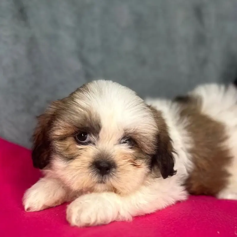 Daisy | image 4