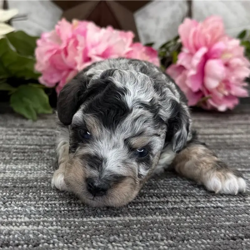 Zane | image 2