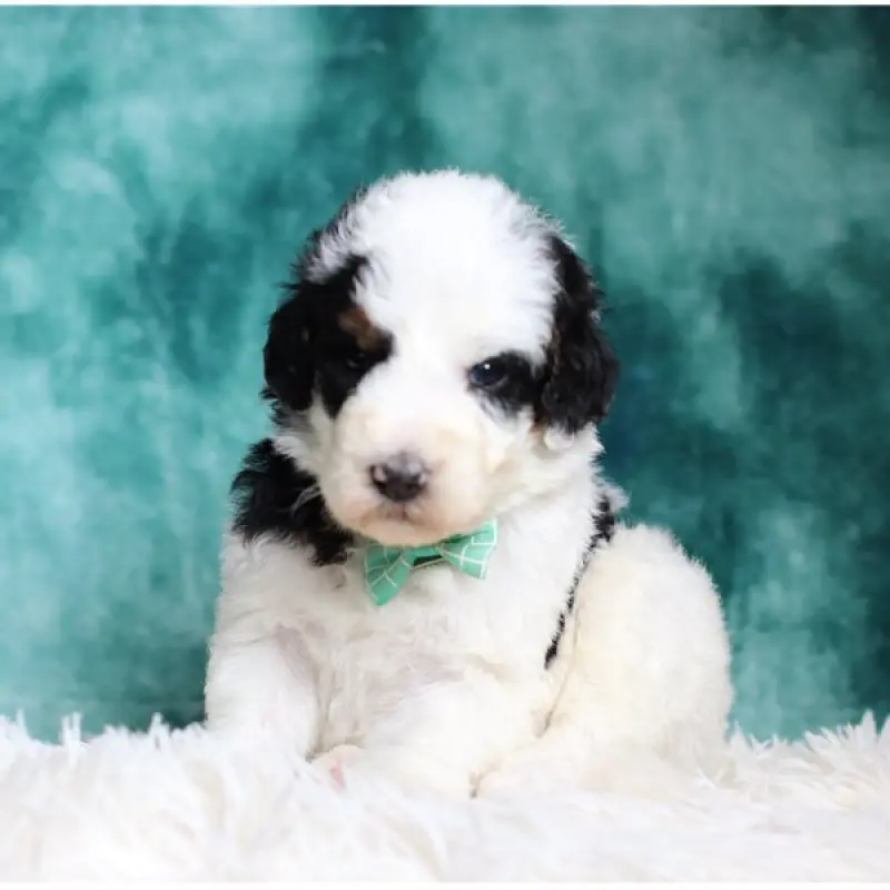 George | image 1